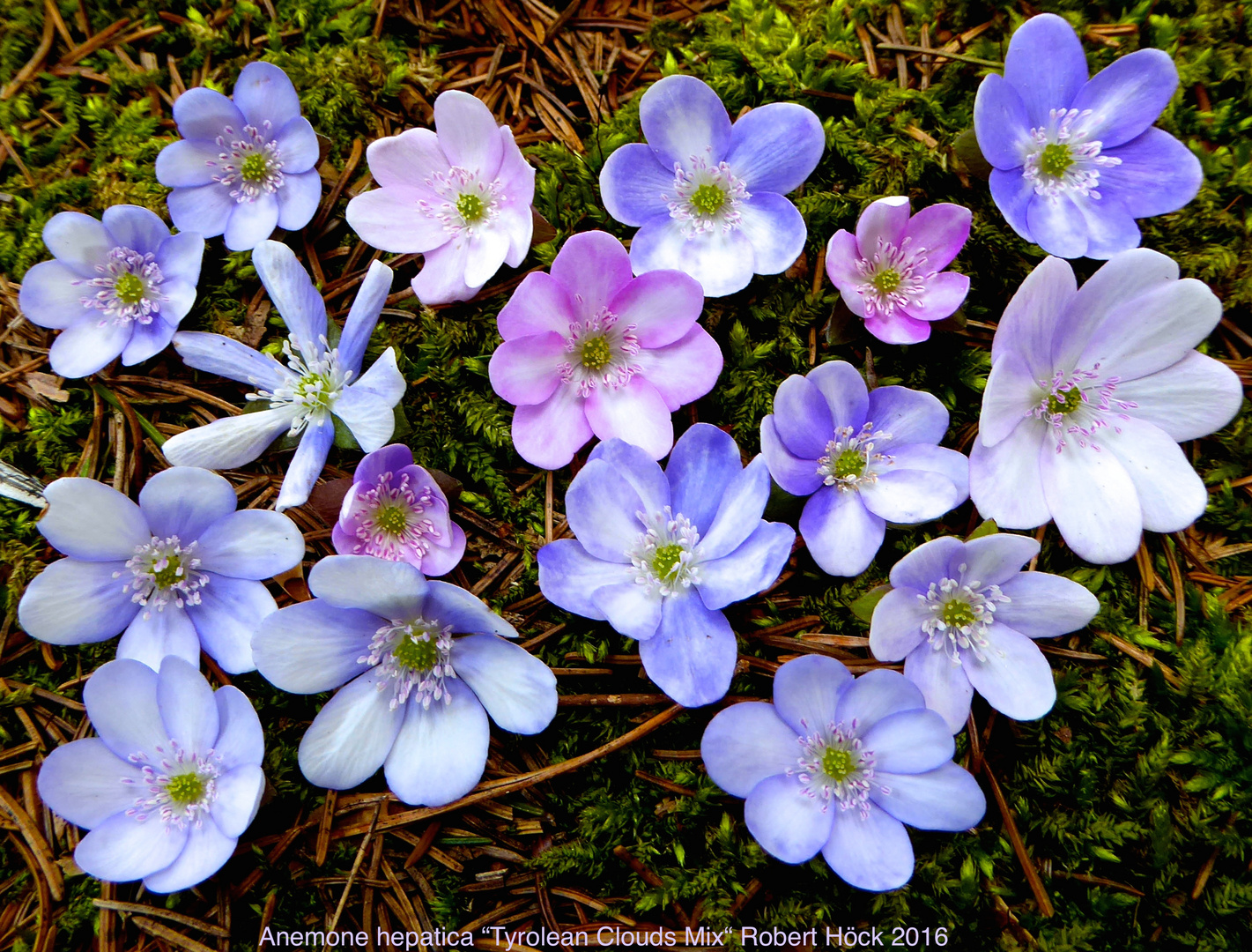 Anemone hepatica "Tyrolean Clouds Mix" - die Vielfalt der zweifarbigen/"gewolkten" Leberblümchen