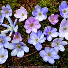 Anemone hepatica "Tyrolean Clouds Mix" - die Vielfalt der zweifarbigen/"gewolkten" Leberblümchen