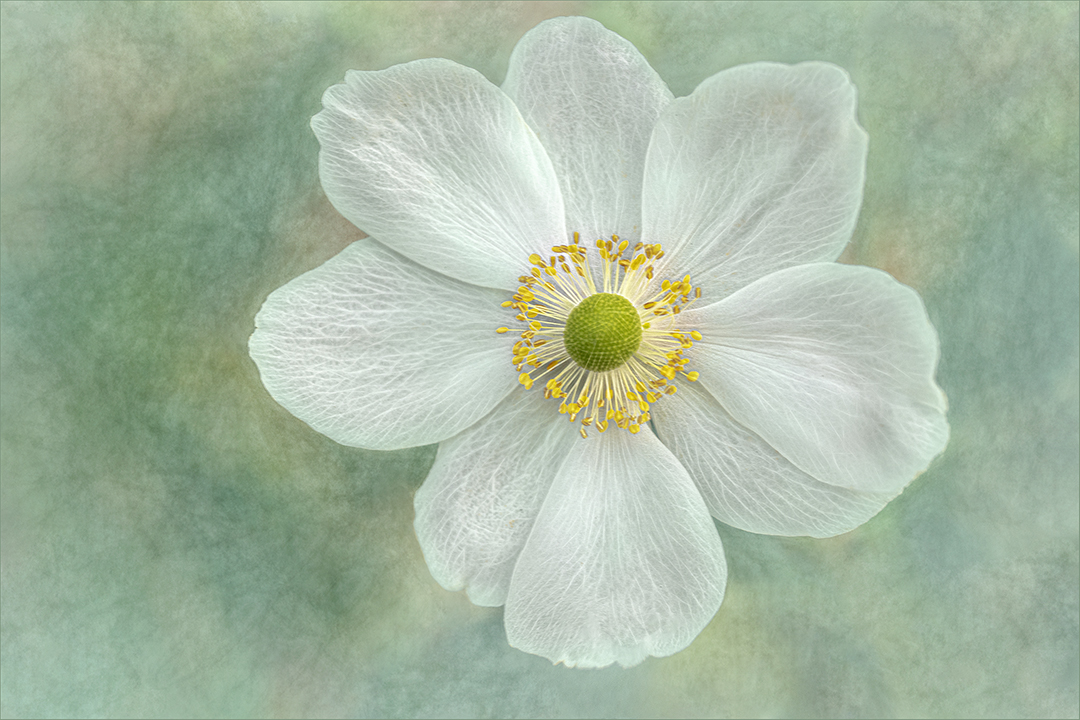 Anemone ‘Honorine Jobert’ 