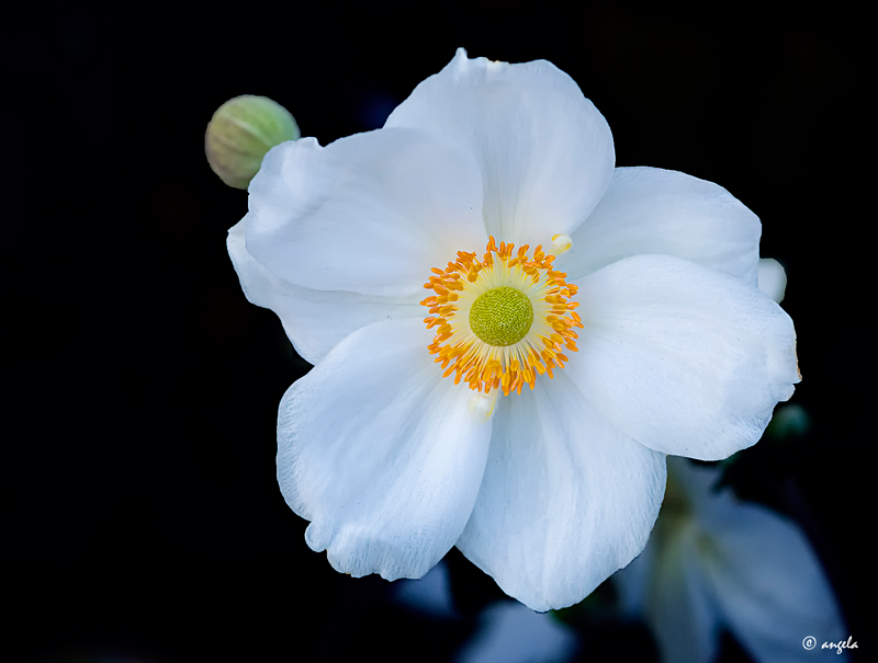 Anemone hupehensis 2