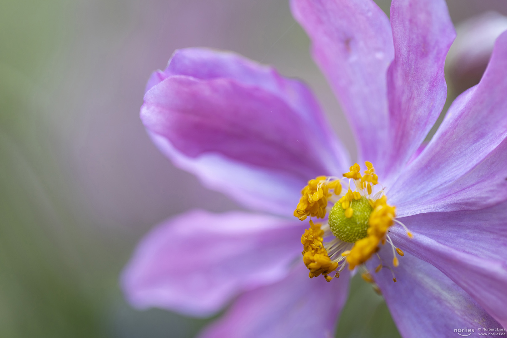 Anemone hupehensis