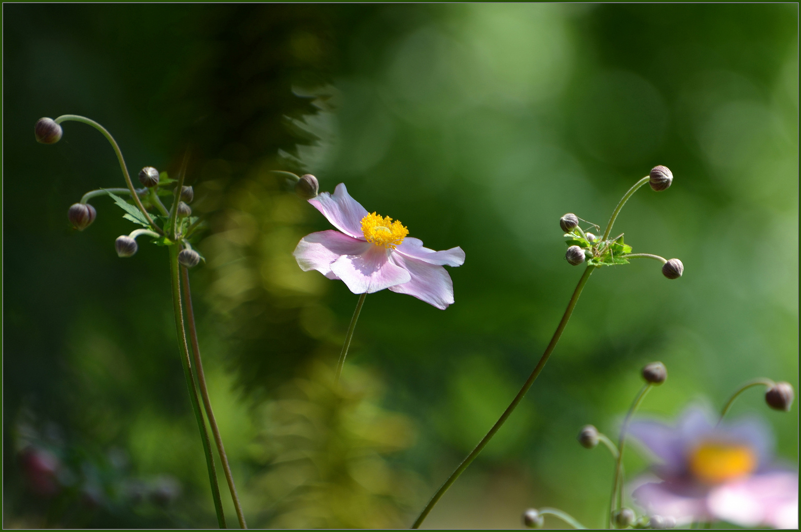 Anemone hupehensis