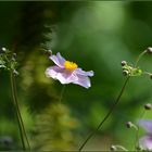 Anemone hupehensis