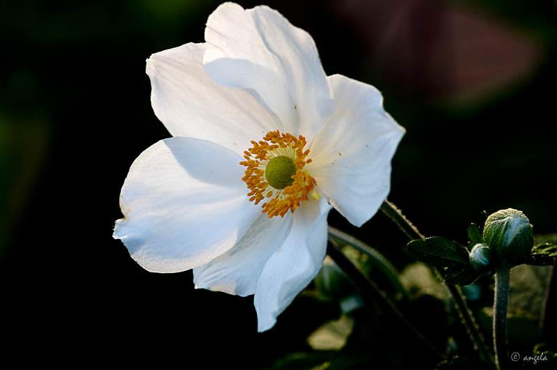 Anemone hupehensis