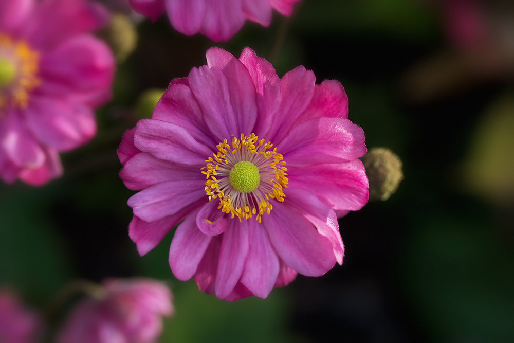 Anemone hupehensis -