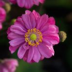 Anemone hupehensis -