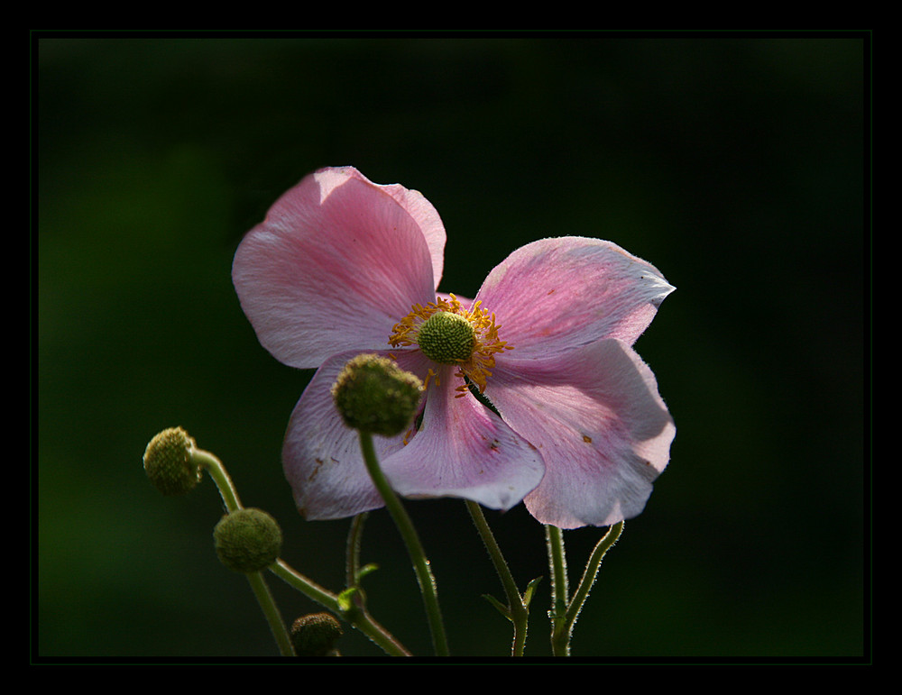 Anemone hupehensis (?)