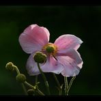 Anemone hupehensis (?)