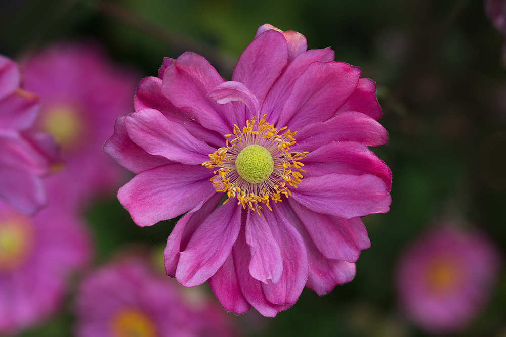 Anemone hupehensis from my garden...