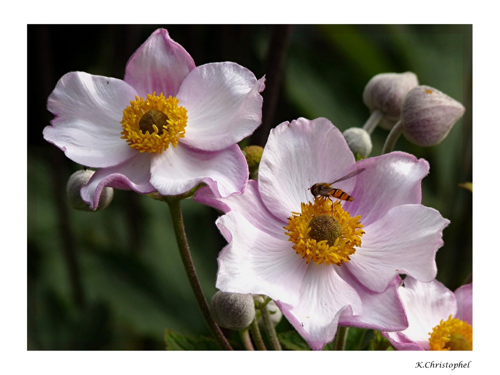 Anemone hupehensis             'Septembercharme'