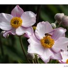 Anemone hupehensis             'Septembercharme'