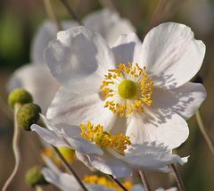 Anemone hupehensis var. japonica