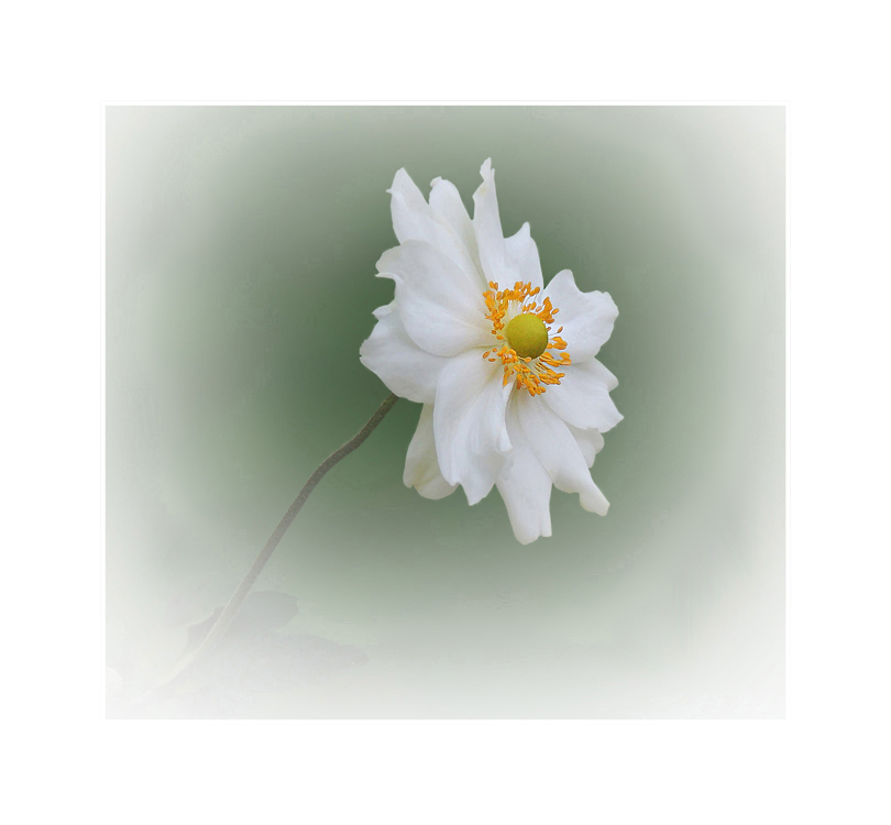 Anemone hupehensis var, japonica - Japanische Herbstanemone