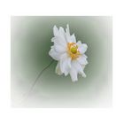 Anemone hupehensis var, japonica - Japanische Herbstanemone