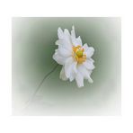 Anemone hupehensis var, japonica - Japanische Herbstanemone