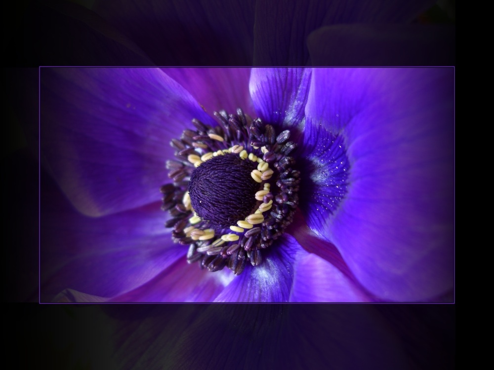 Anemone I