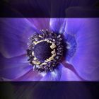 Anemone I