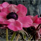 Anemone (I)