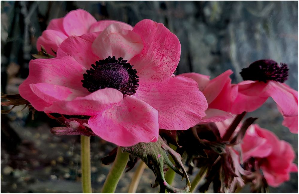 Anemone (I)