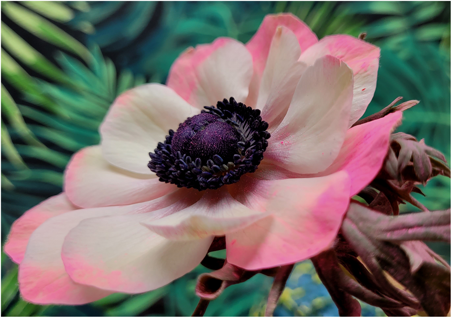 Anemone (II)