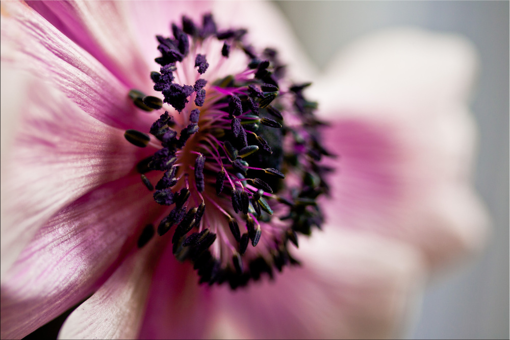 Anemone II