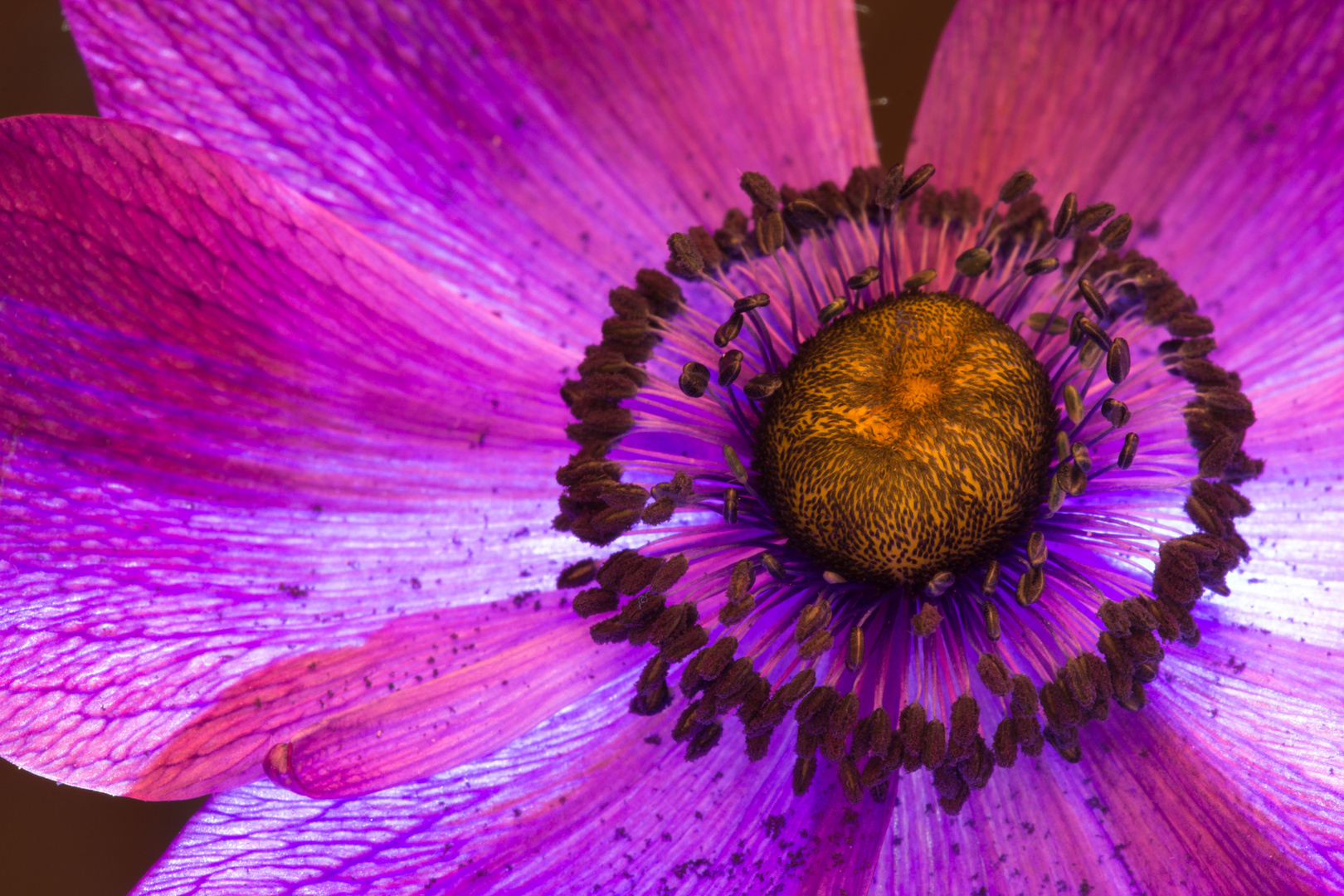 Anemone II