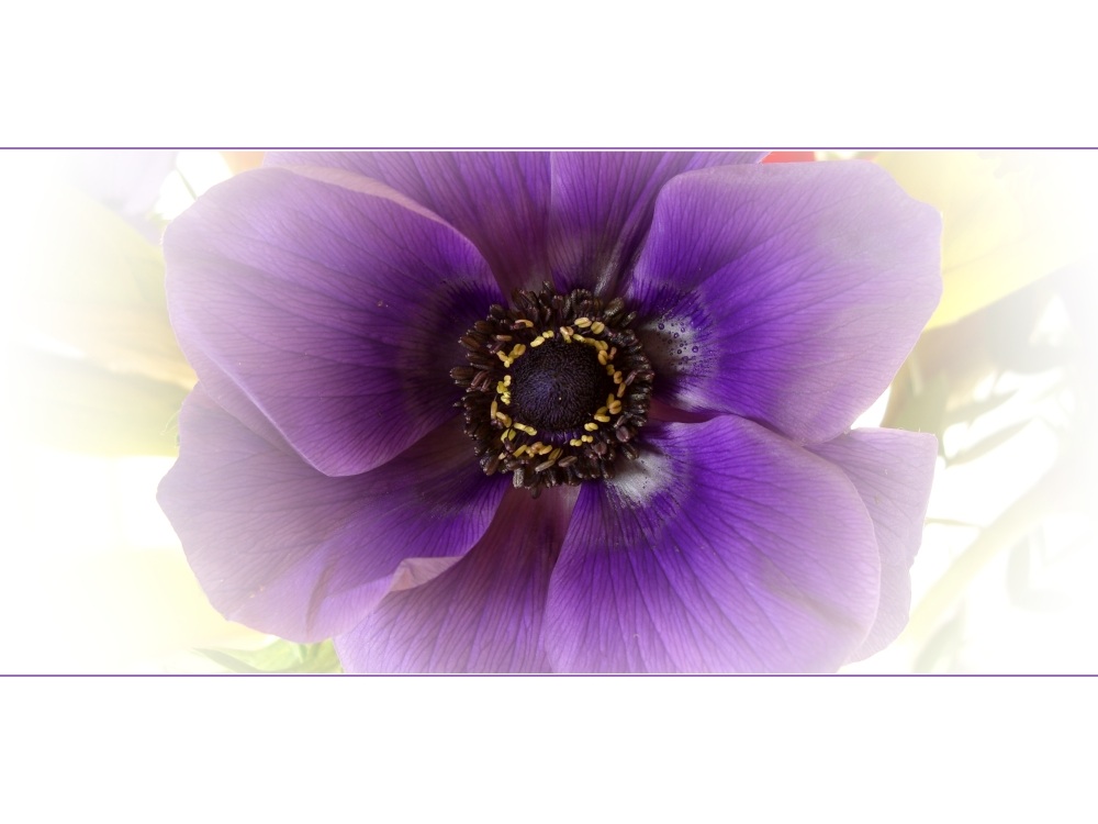 Anemone II