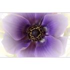 Anemone II