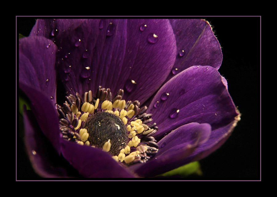 Anemone II