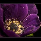 Anemone II