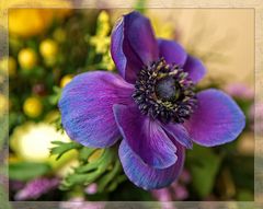 ANEMONE II