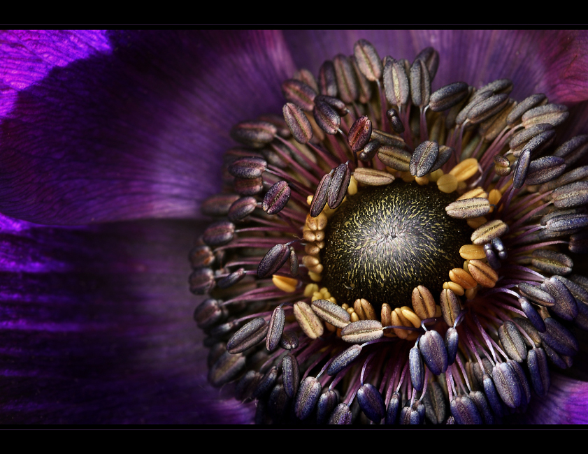 Anemone [II]