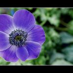 Anemone II