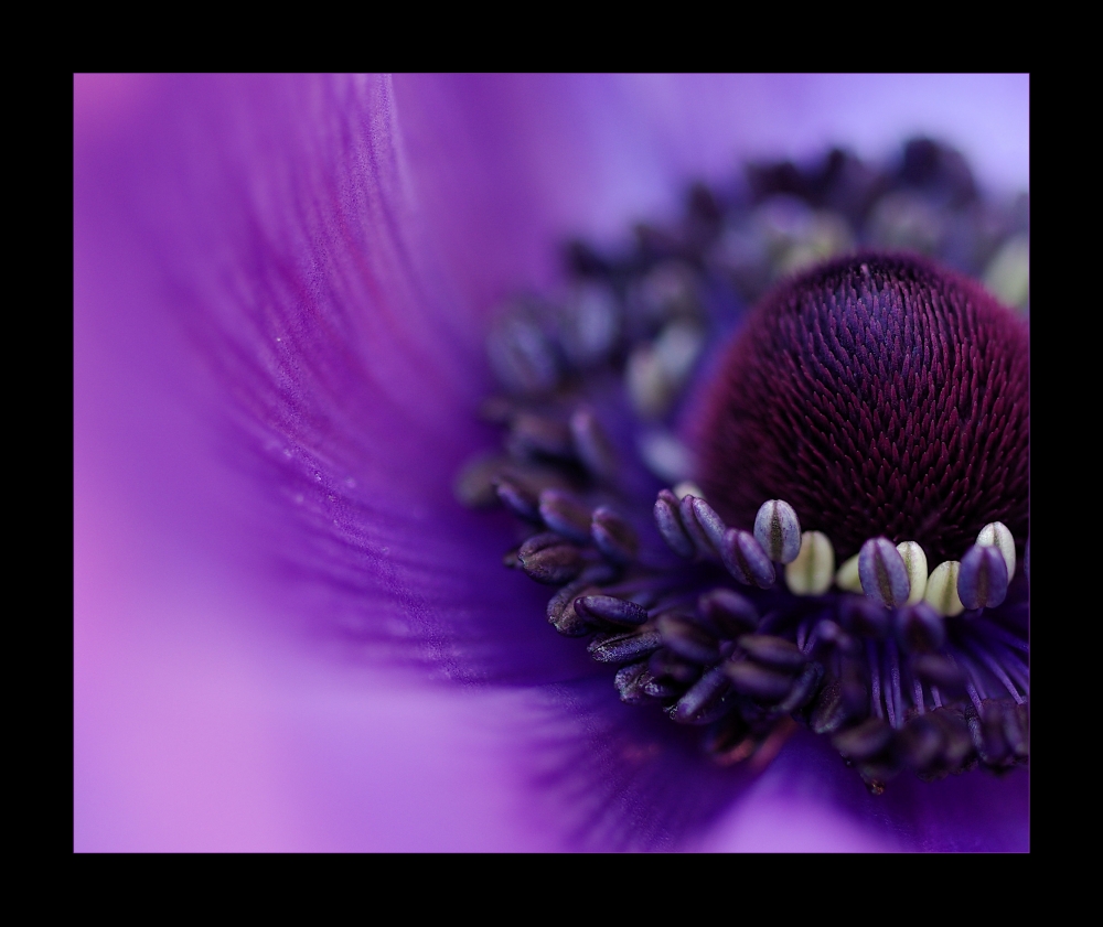 Anemone (II)