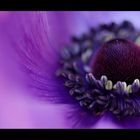 Anemone (II)