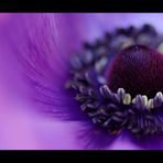 Anemone (II)