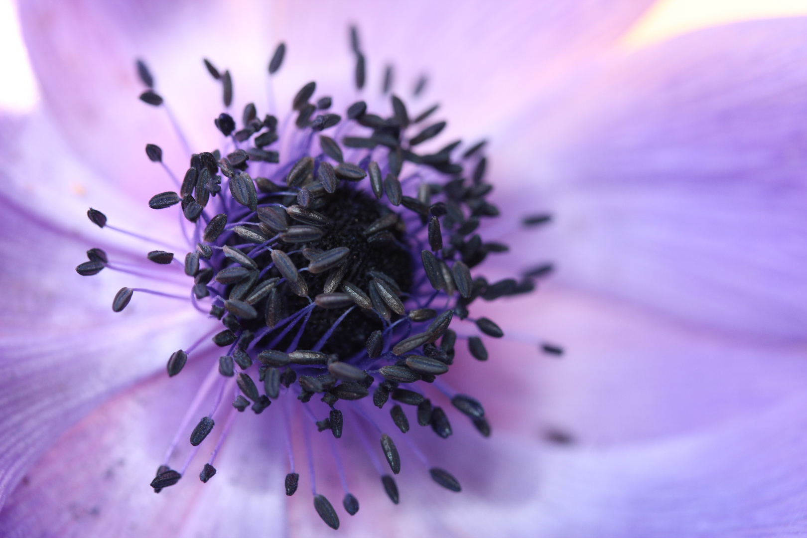 Anemone II