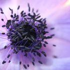 Anemone II