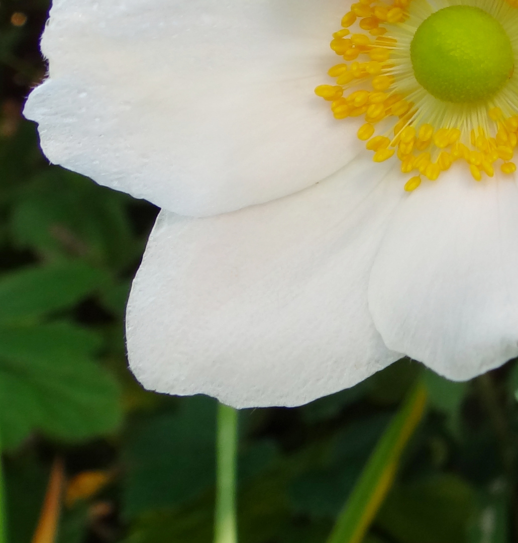 Anemone III