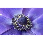 Anemone III