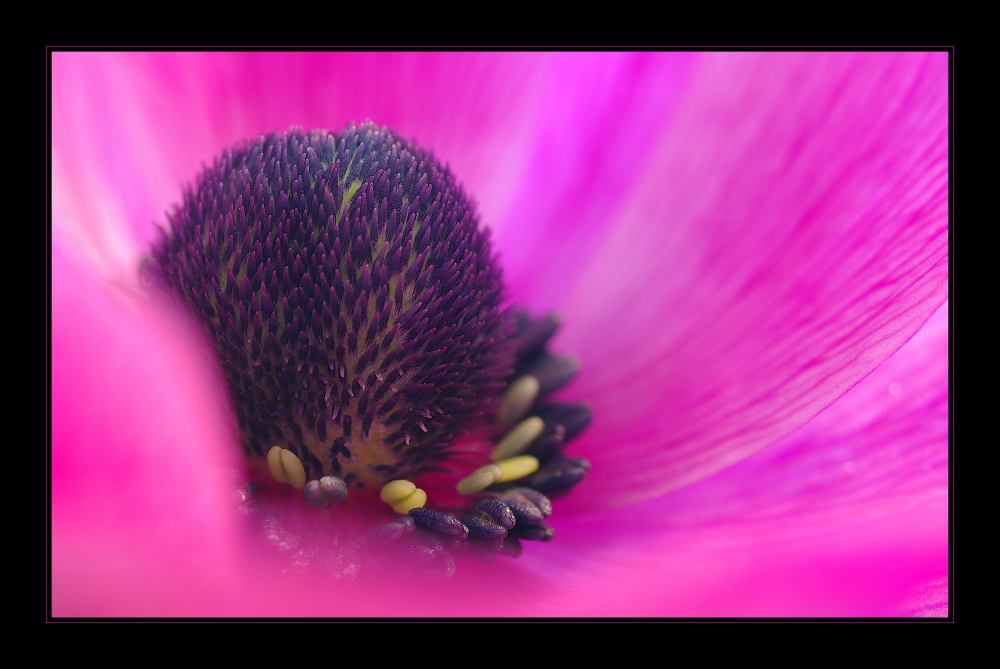 Anemone (III)