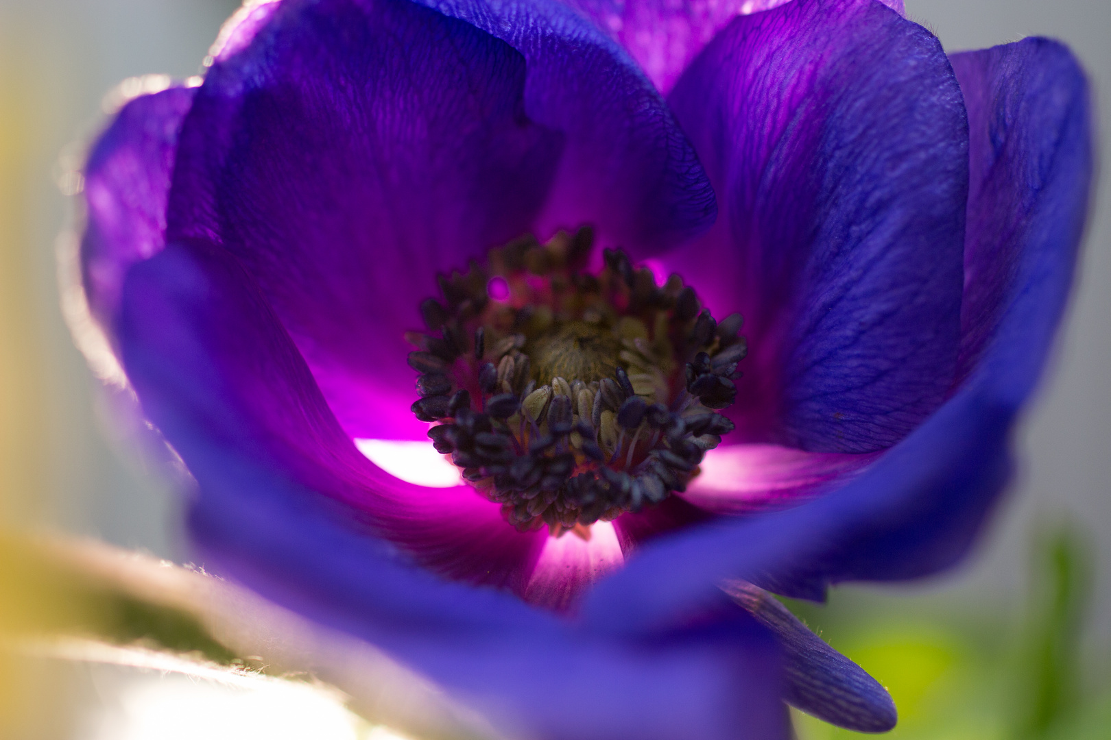 Anemone im Abendlicht