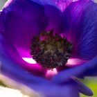 Anemone im Abendlicht