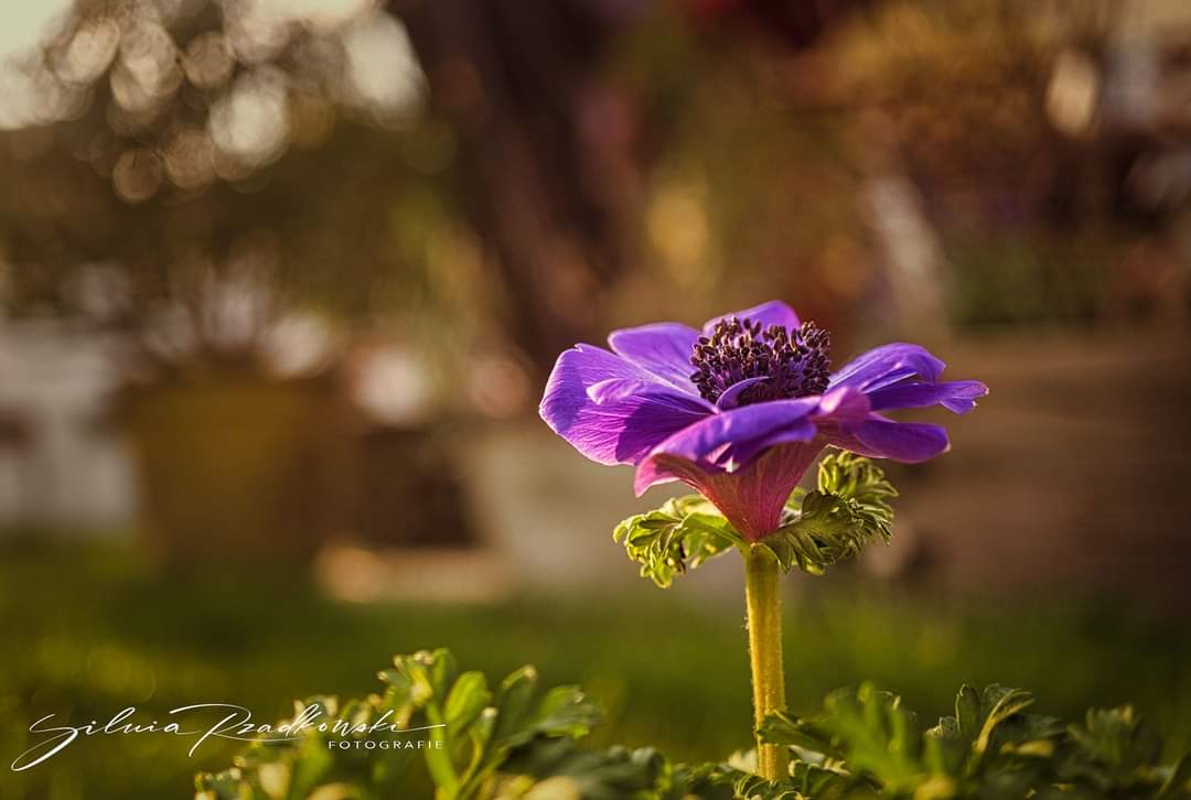 Anemone im Abendlicht