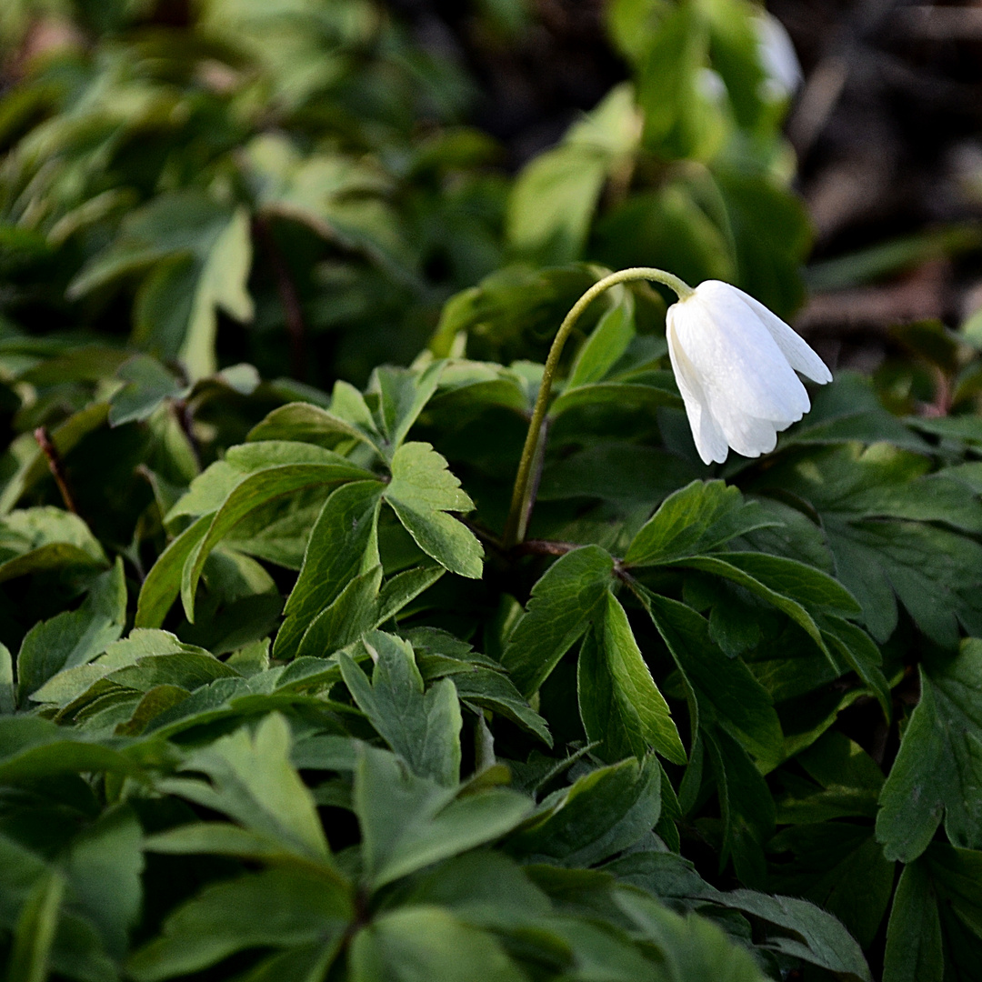 ... Anemone im Abendlicht...