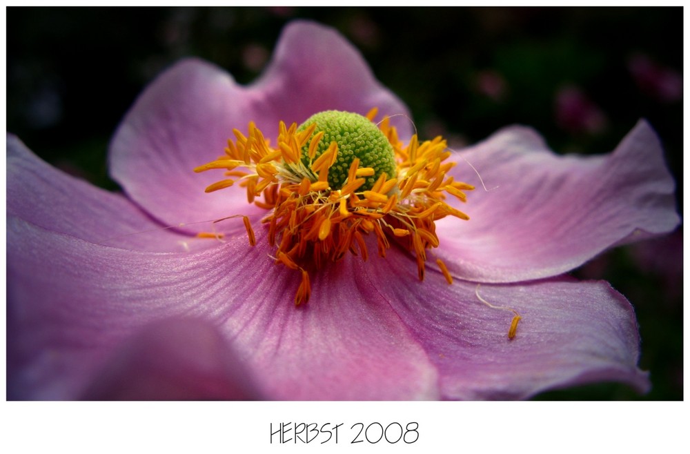 Anemone im Berggarten