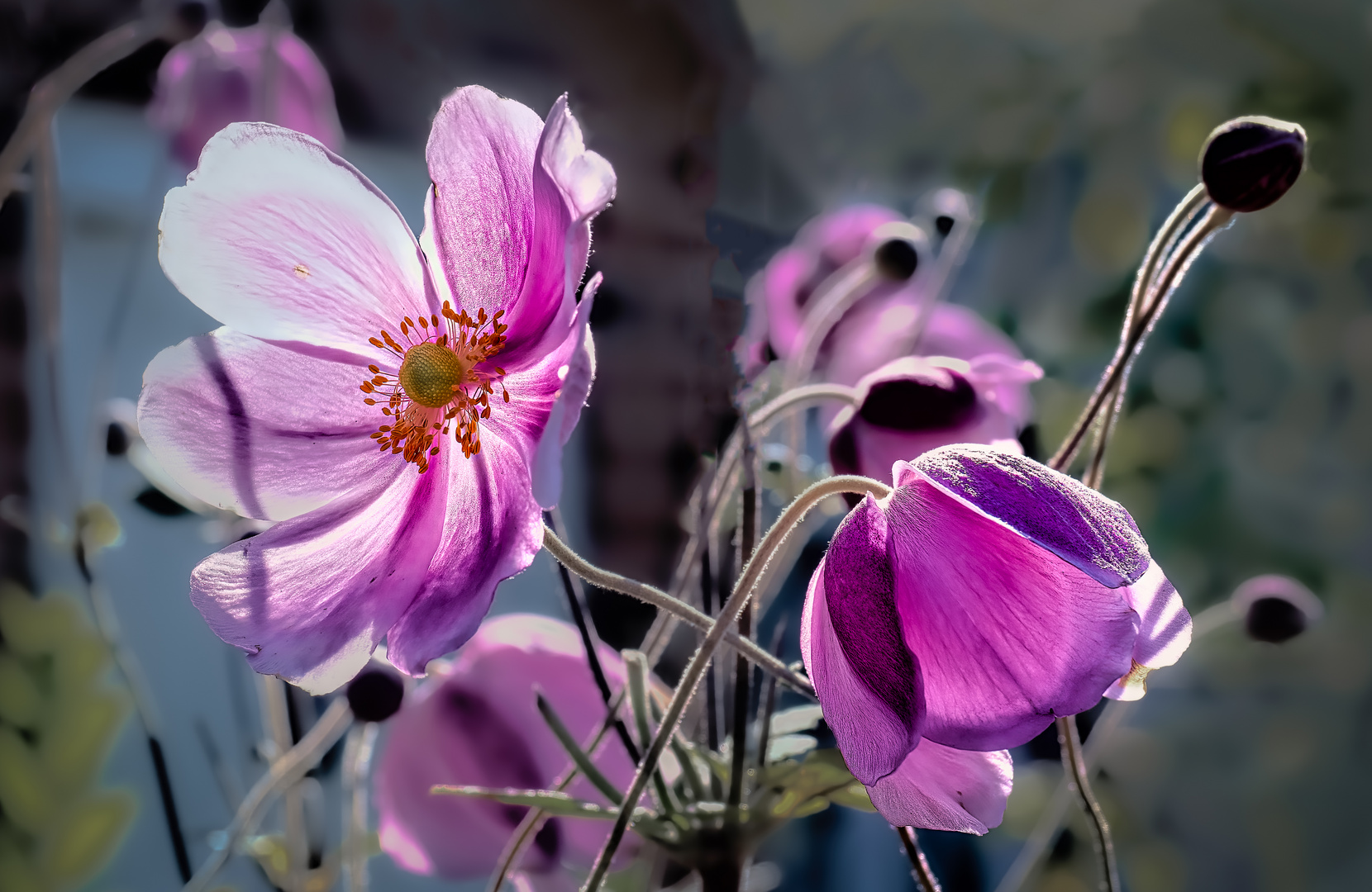 Anemone im Gegenlicht