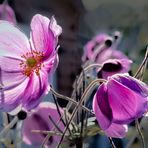 Anemone im Gegenlicht