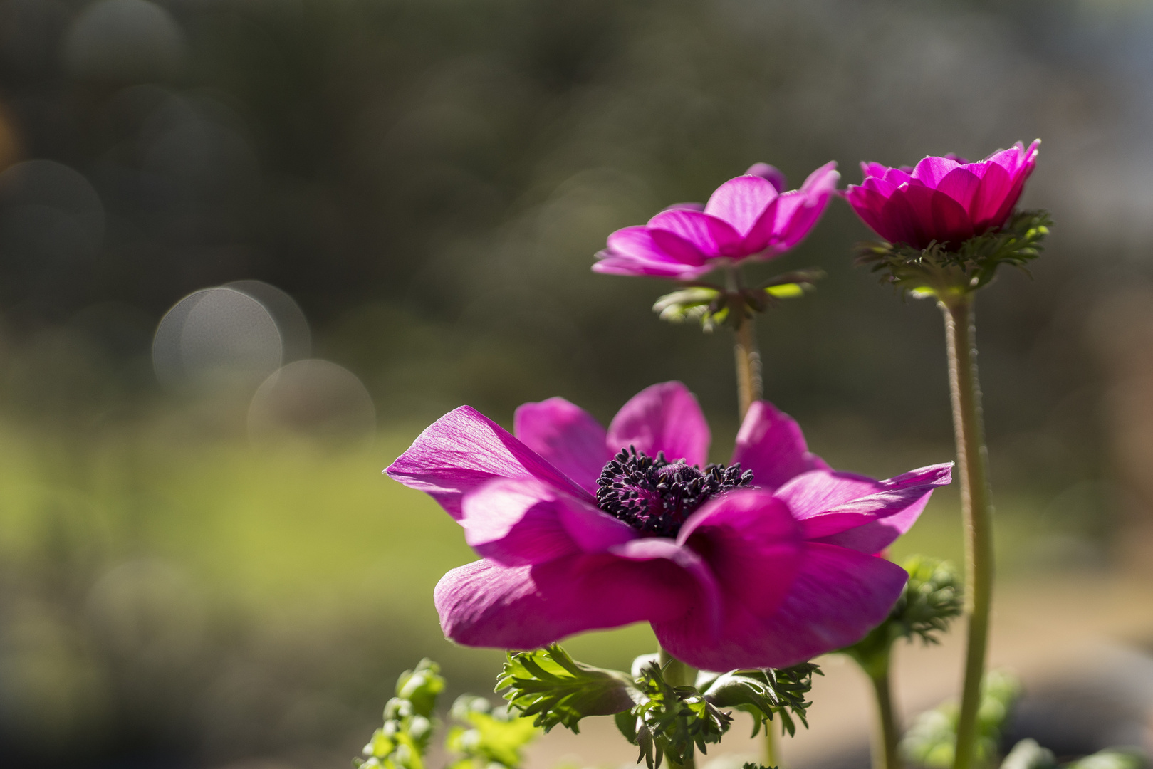 Anemone im Gegenlicht