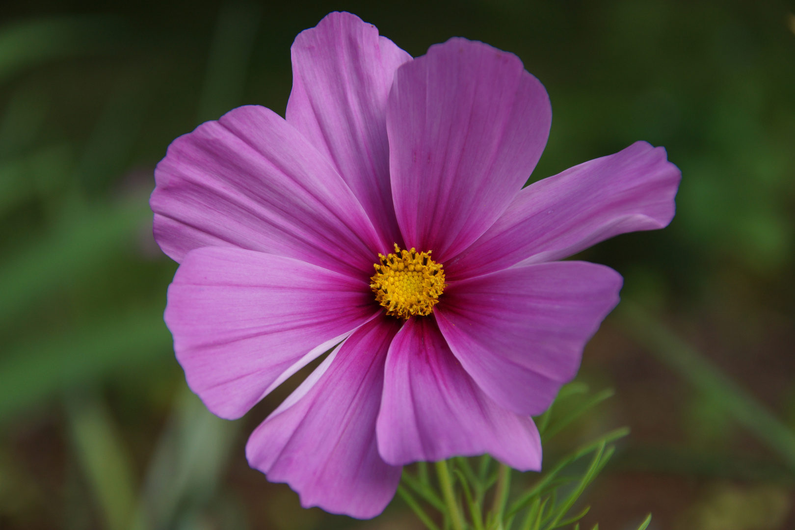 Anemone im heimischen Garten